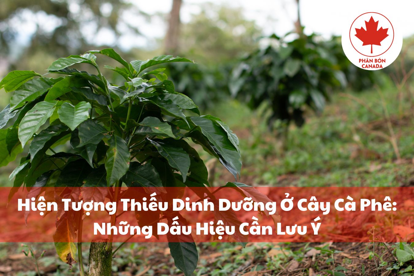 Cách đối phó và ngăn ngừa hiện tượng thiếu dinh dưỡng ở cây cà phê